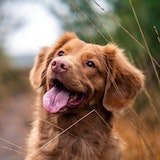 dog_1