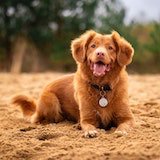 dog_2