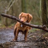 dog_3